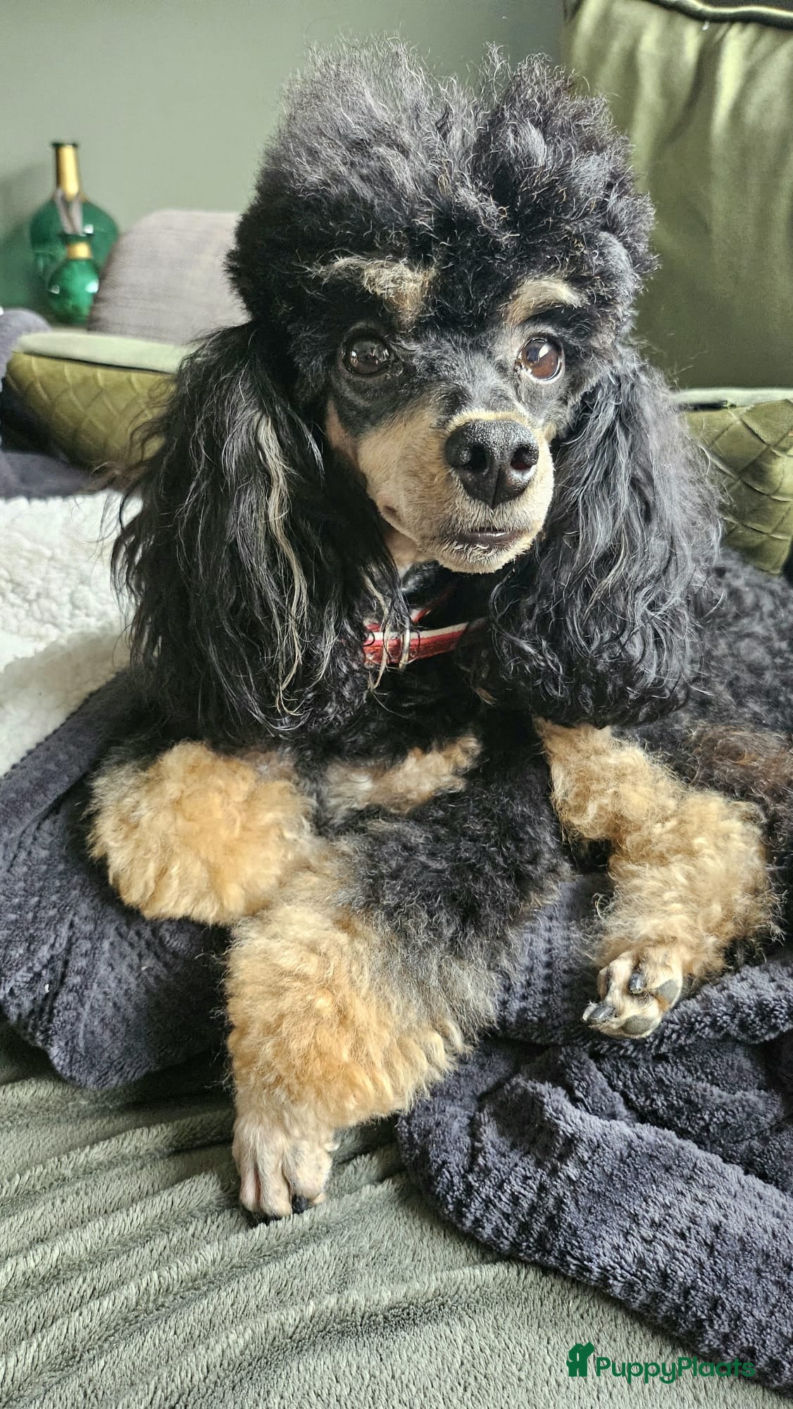 Kruising honden Prachtig Dwerg/Toypoedel met FCI Stamboom  - Advertentie 3