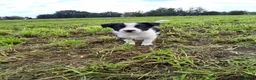 Border Collie honden te koop: Mooie, lieve en gesocialiseerde border collie - Advertentie 12