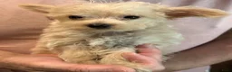 Kruising honden te koop: Chipoo Lieve rustige X toy poedel en chiwawa in Eindhoven - Advertentie 11