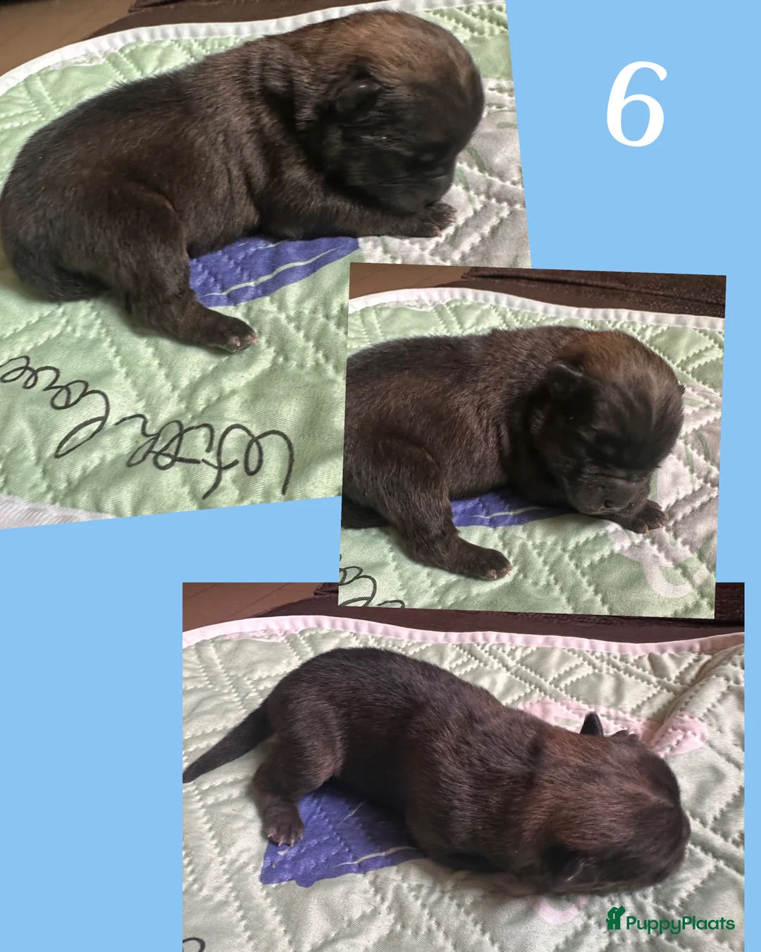 Chow Chow honden te koop: Mini Chow chow - Advertentie 6