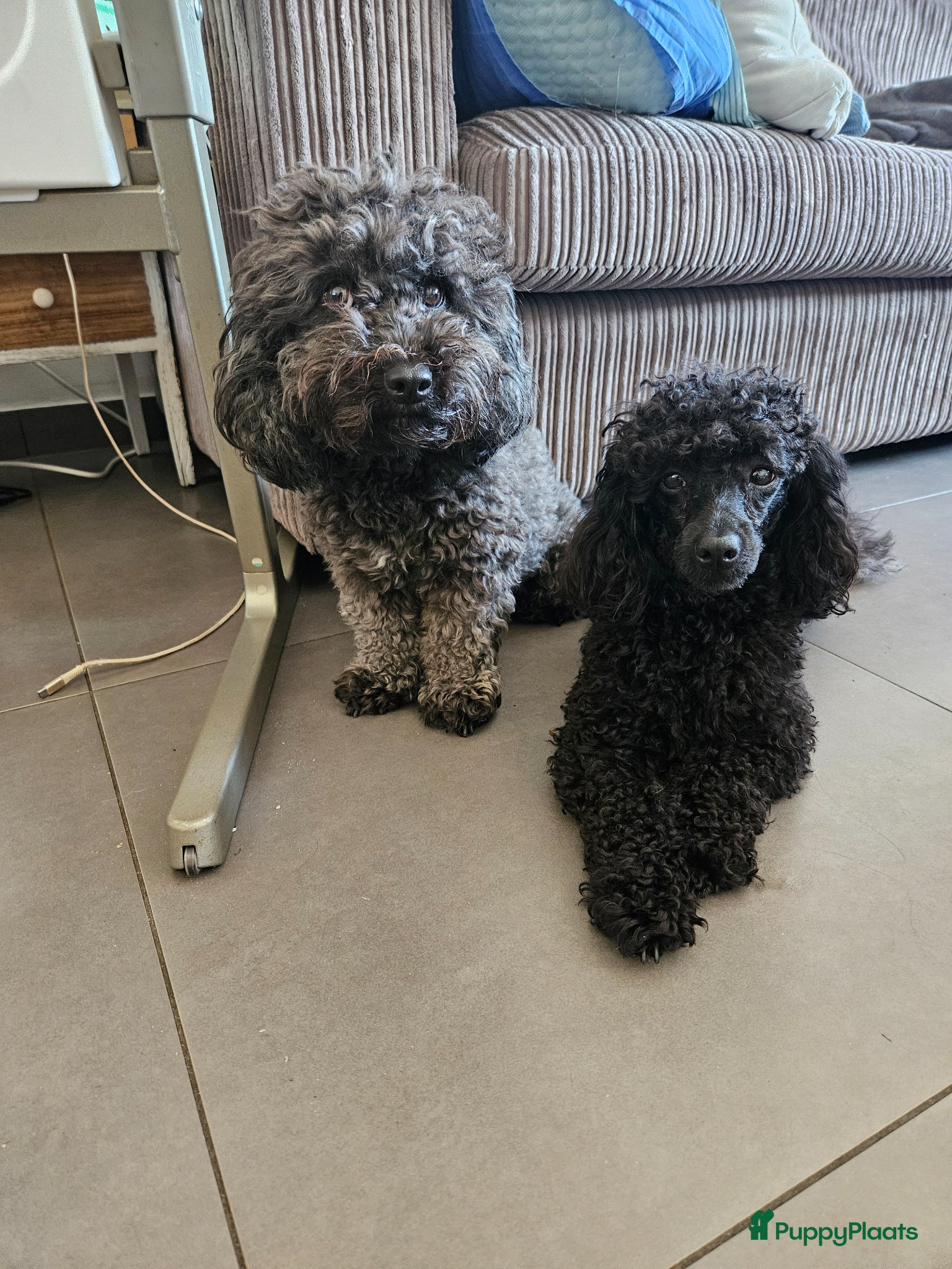 Poedel Toy honden Toy Poedel - Advertentie 2