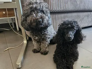 Poedel Toy honden Toy Poedel - Advertentie 2