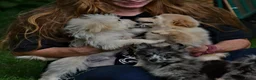 Kruising honden te koop: 6 Prachtige BooPom’s, 4 meiden🎀 2 jongens🧢 - Advertentie 6