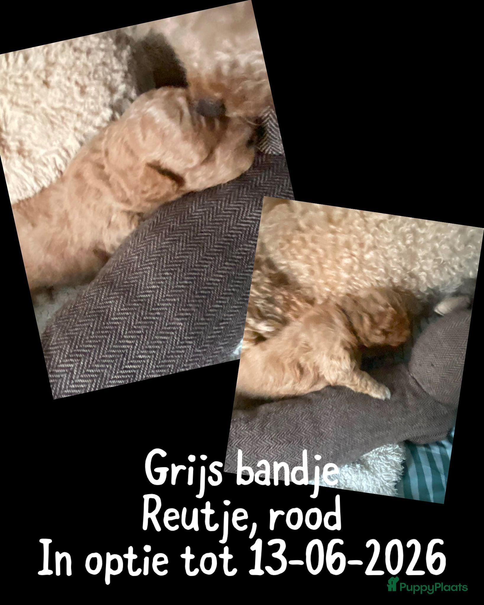 Dwergpoedel honden te koop: Dwergpoedel  - Advertentie 6