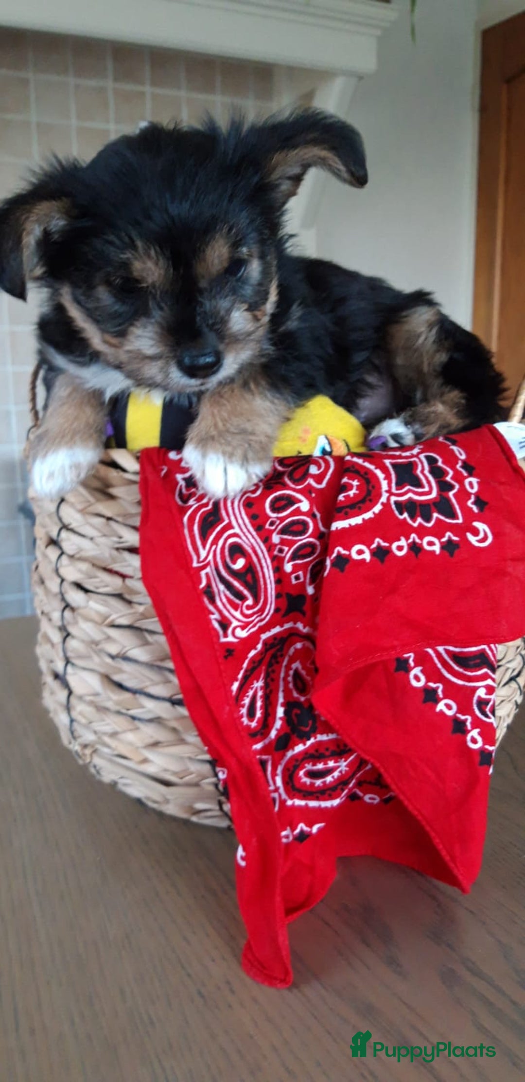 Kruising honden te koop: Een Schattig Puppy - Advertentie 4