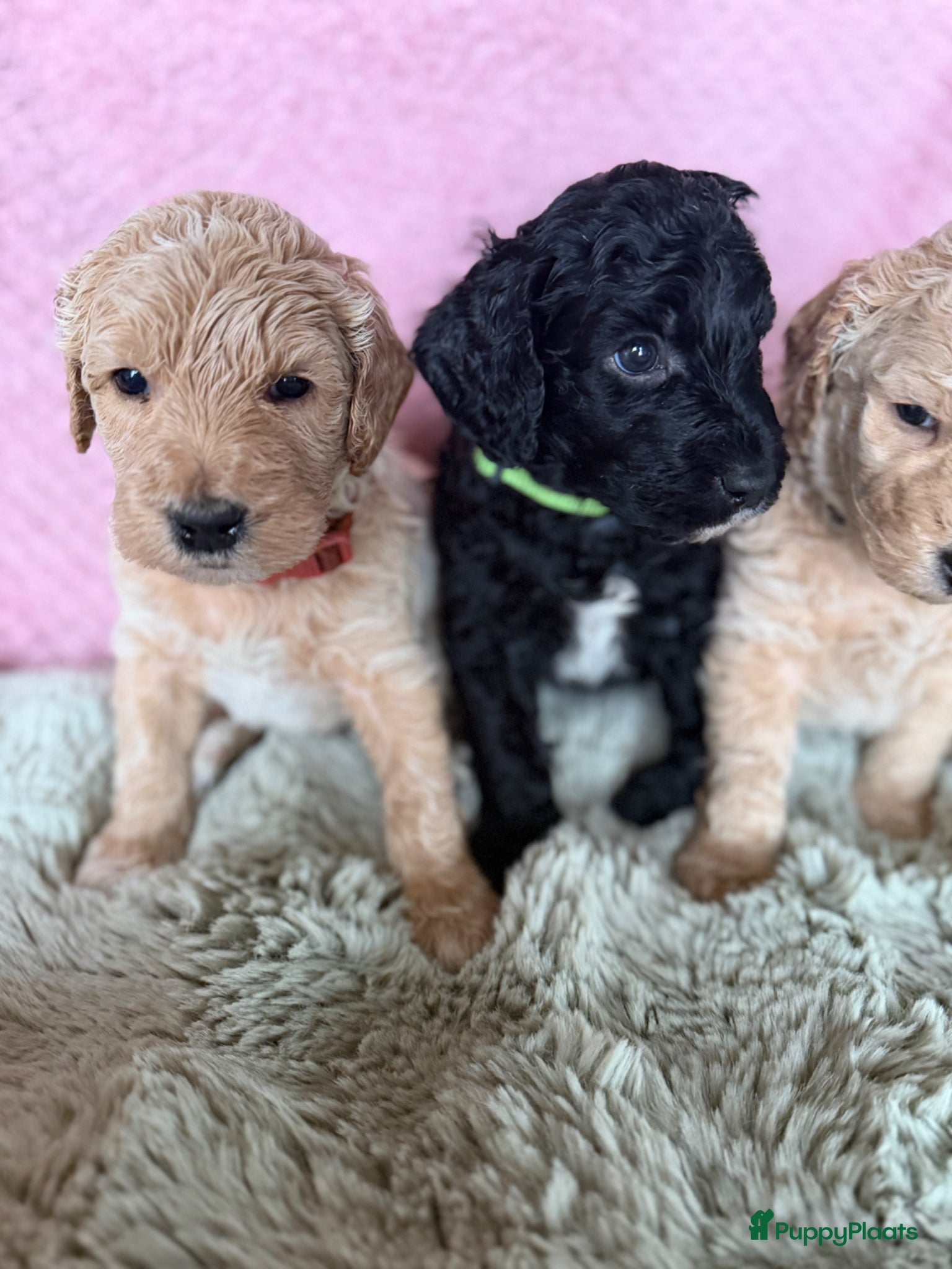Australian Labradoodle honden Prachtige medium Cobber/Australian Labradoodle  - Advertentie 1