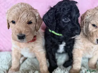 Australian Labradoodle honden Prachtige medium Cobber/Australian Labradoodle - Advertentie 1