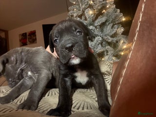 Cane Corso honden Cane corso pups - Advertentie 8