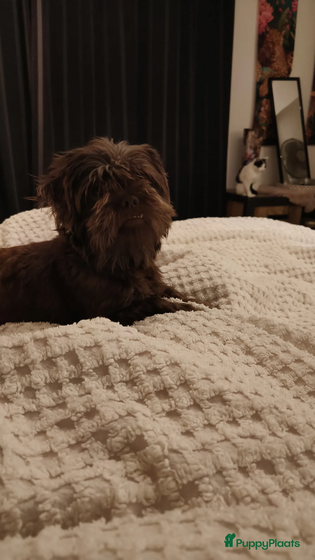 Shih Tzu honden te koop: Mooie puppies  - Advertentie 1