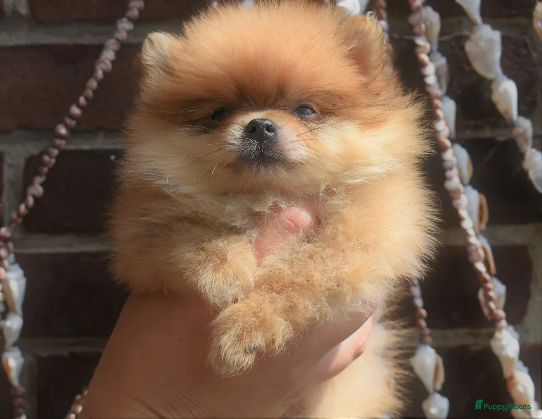 Galerij afbeelding {{count}}