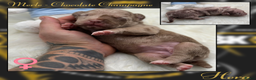 Amerikaanse Bully honden te koop: American Bully XL - Black Merle - Advertentie 7