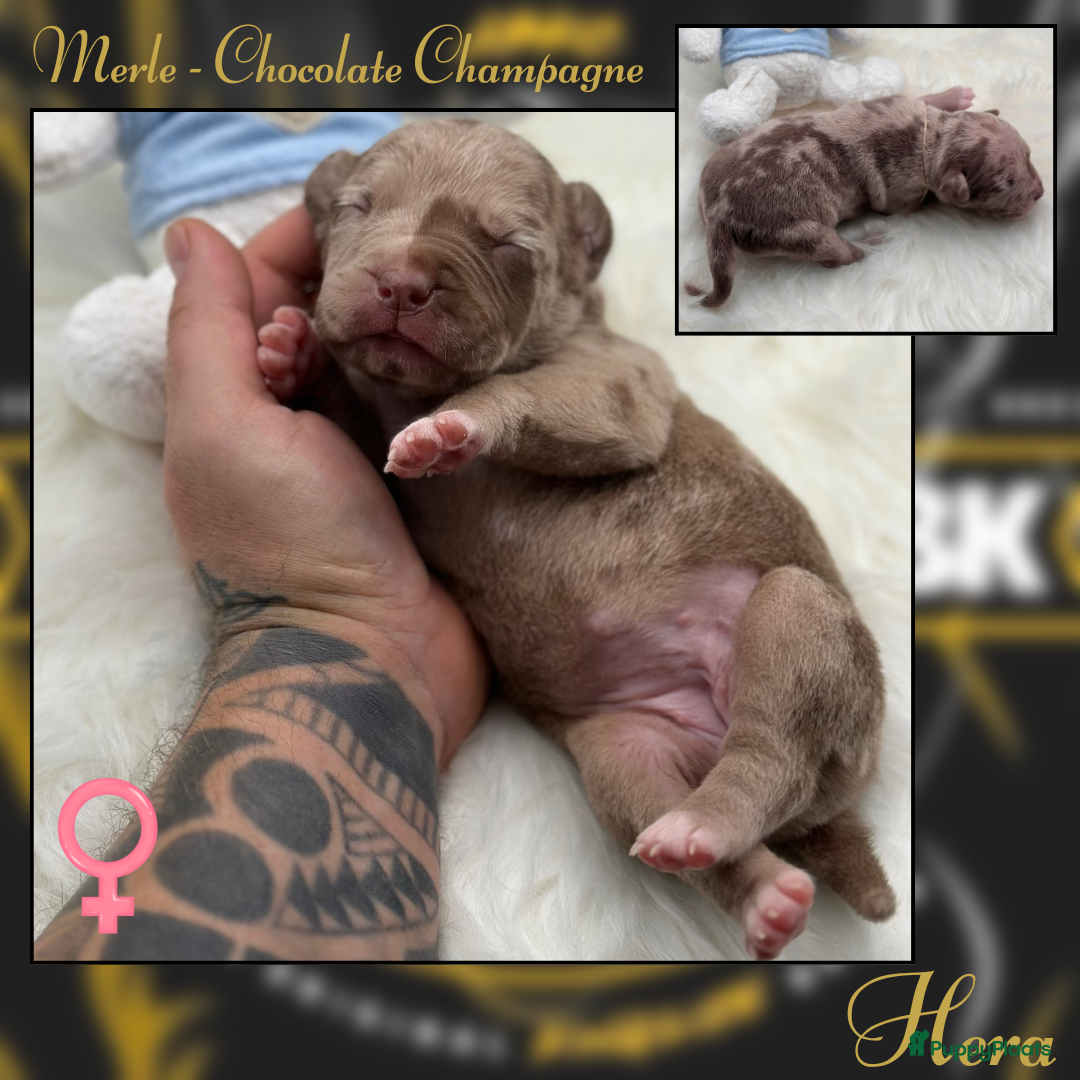 Amerikaanse Bully honden te koop: American Bully XL - Black Merle - Advertentie 7