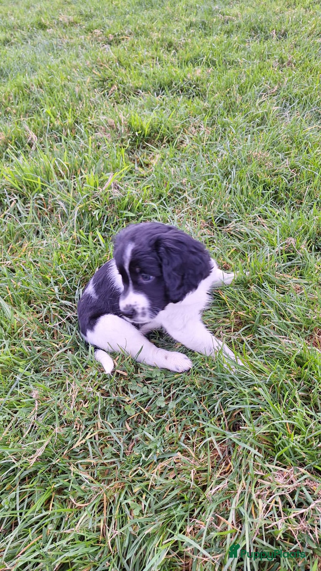 Friese Stabij honden te koop: Te koop Friese stabij pups - Advertentie 7