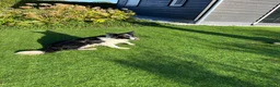 Border Collie honden te koop: Border Collie pups met FCI stamboom - Advertentie 17