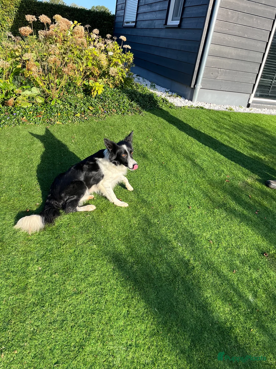 Border Collie honden te koop: Border Collie pups met FCI stamboom - Advertentie 17