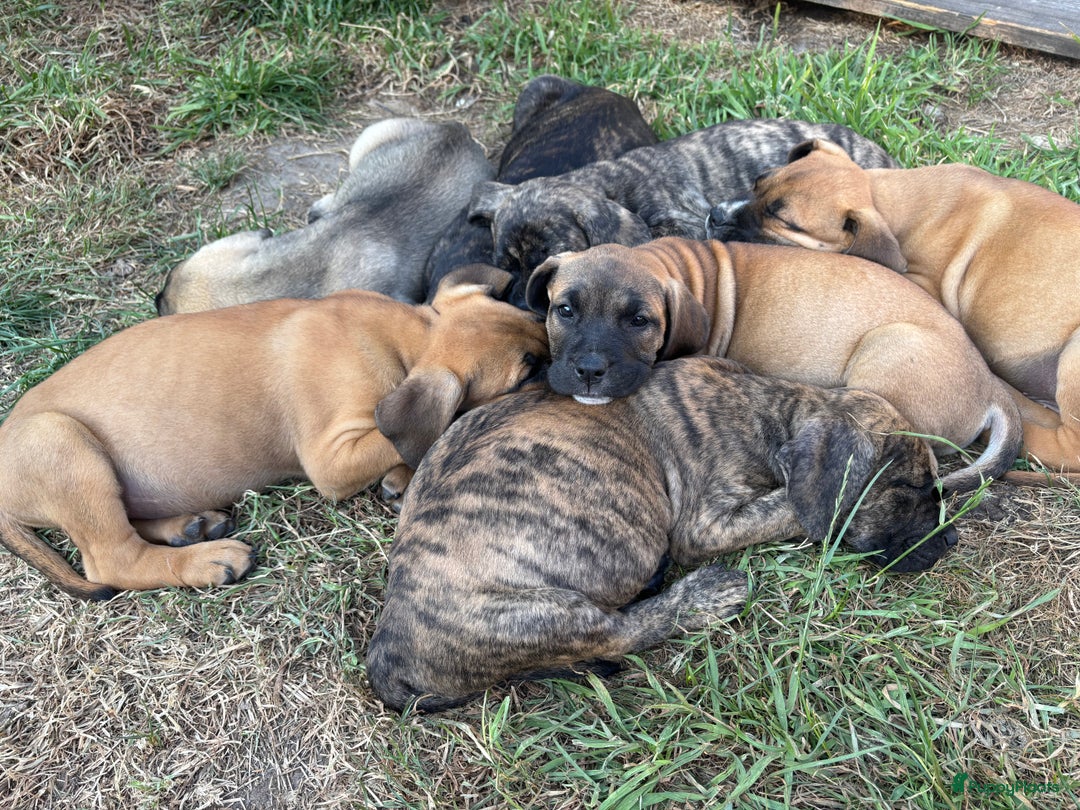 Kruising honden te koop: Mooie Presa/Fila 🥰 mastiff pups zoeken personeel  - Afbeelding 22