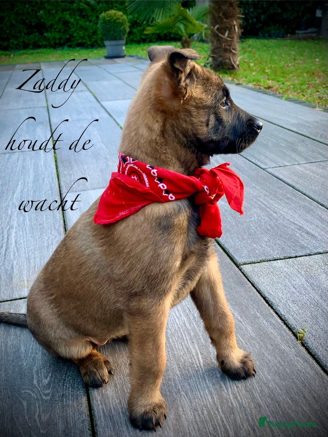 Mechelse Herder honden te koop: Mechelse herder pups met stamboom F.C.I - Advertentie 5