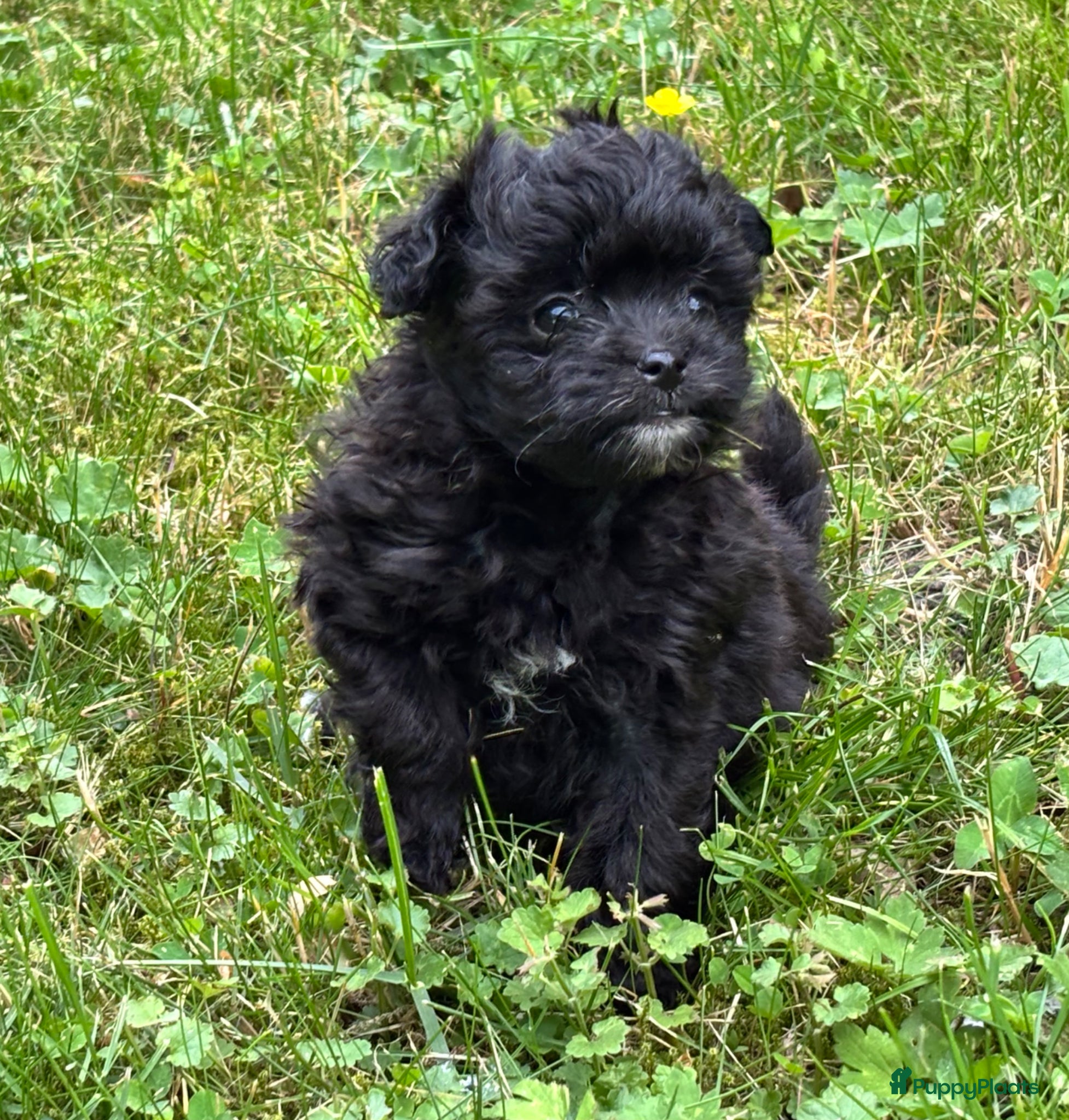 Kruising honden te koop: Pomapoo pups uit geteste ouders - Advertentie 8