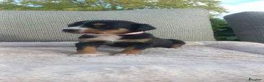 Grote Zwitserse Sennenhond Puppy 5