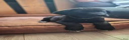 Kruising honden te koop: Laatste Labrakita pup teefje zoekt nieuw huisje - Advertentie 6
