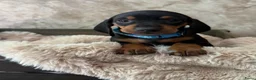 Teckel (korthaar)  honden te koop: Prachtige dwerg teckels  - Advertentie 5