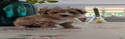 Maltipoo honden te koop: Maltipoo pups - Advertentie 4