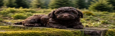 Maltipoo Puppy 4