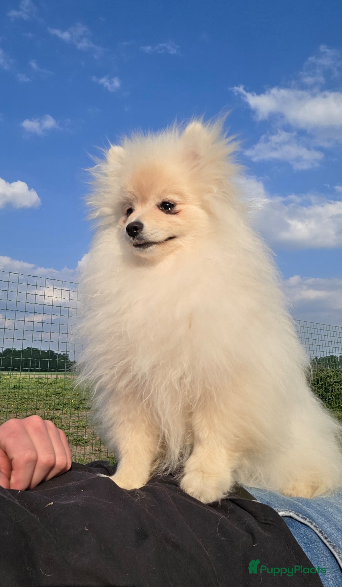 Pomeriaan honden Pomeriaan pup - Advertentie 3