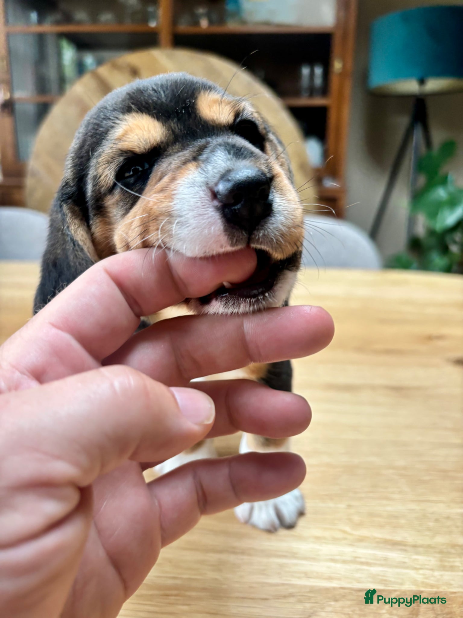 Beagle honden Prachtige Beagle pups - Advertentie 1