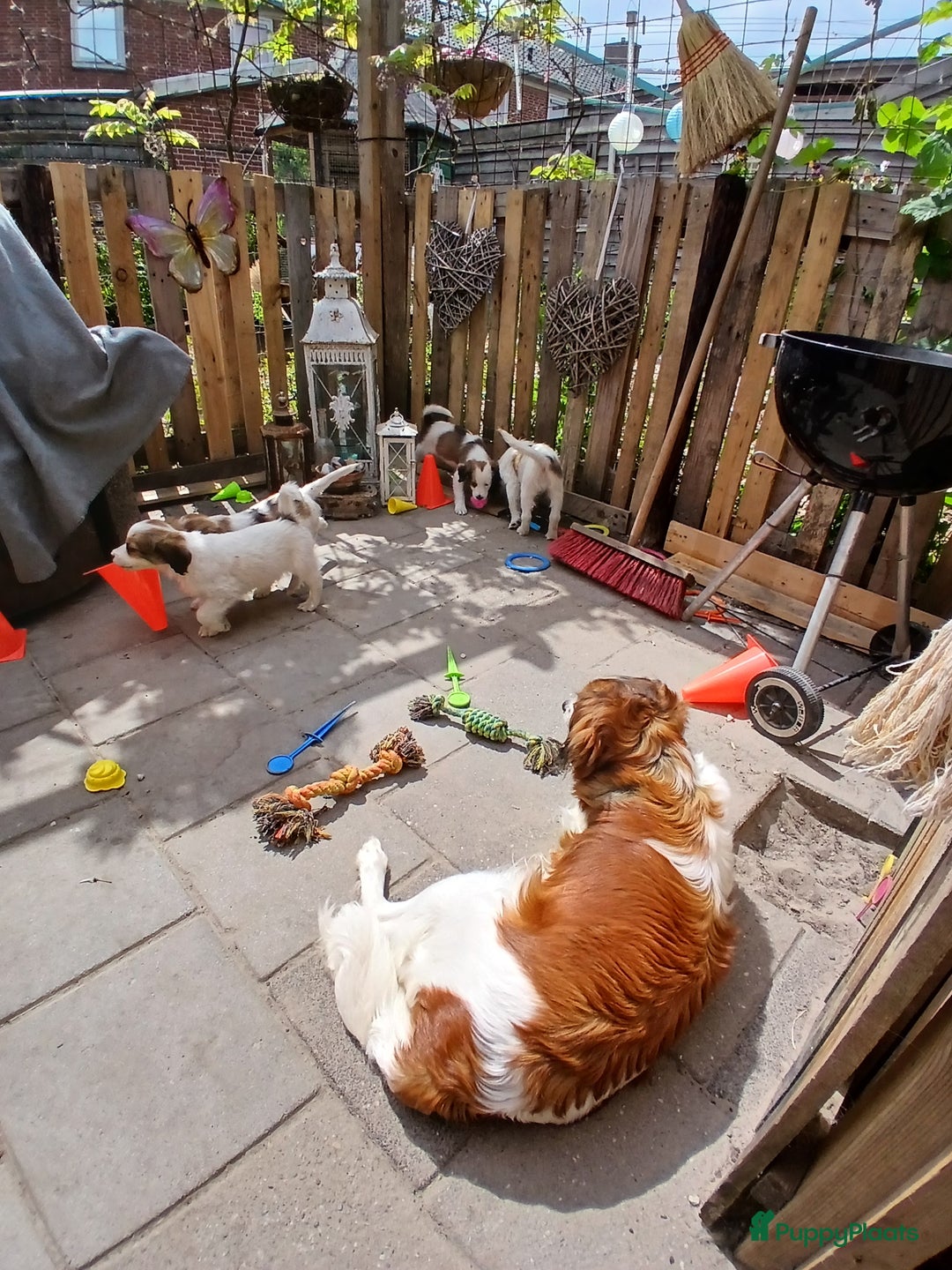 Kooikerhondje honden te koop: Kooikerhondje reu in Twijzelerheide - Afbeelding 7