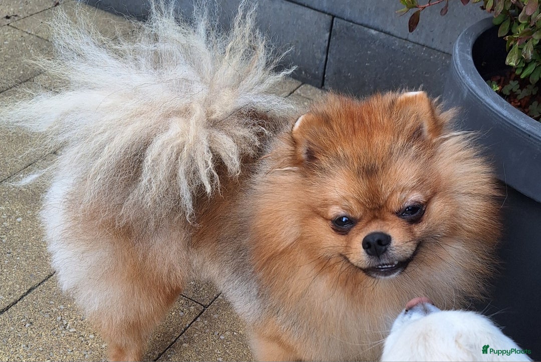 Pomeriaan honden te koop: 5 pomeriaan puppy's  - Advertentie 7