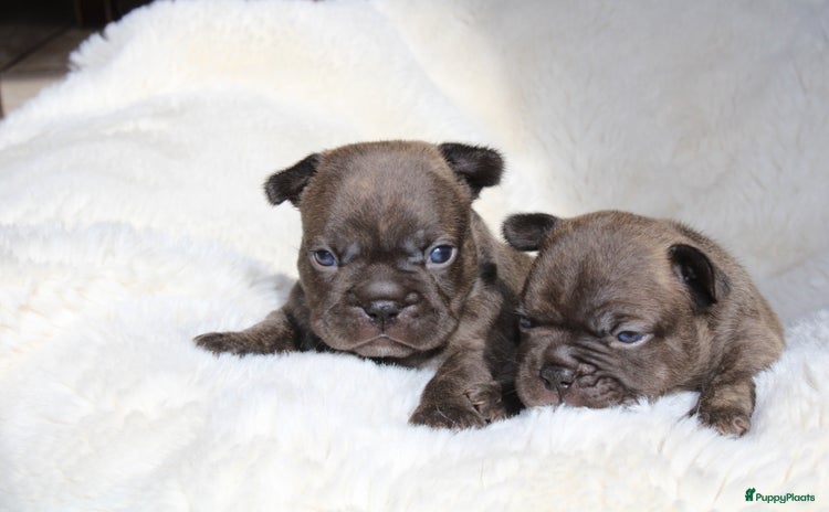 Franse Bulldog honden - Advertentie 2