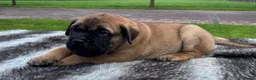 Bullmastiff honden te koop: Prachtige Bullmastiff Pups - Advertentie 6