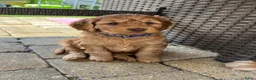 Cockapoo honden te koop: Gastgezin gezocht voor cockapoo reutje  - Advertentie 3