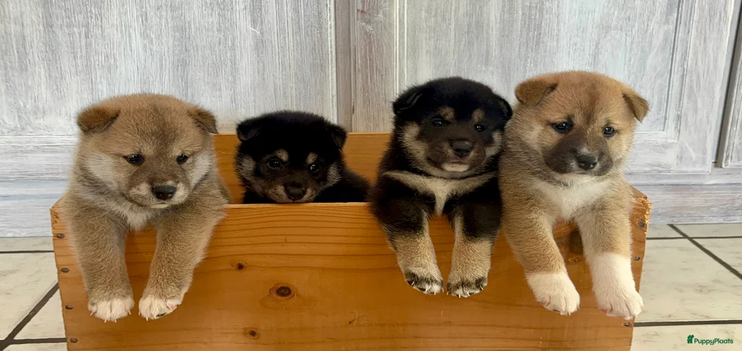 Galerij afbeelding {{count}}