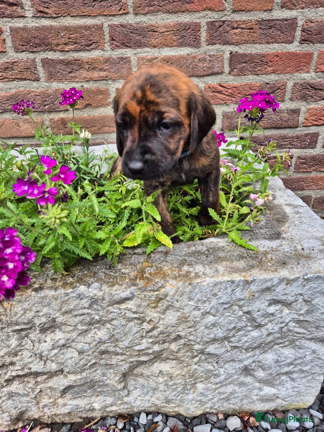 Labrador Retriever honden te koop: Knappe labrador x beierse bergzweethond mix - Afbeelding 6