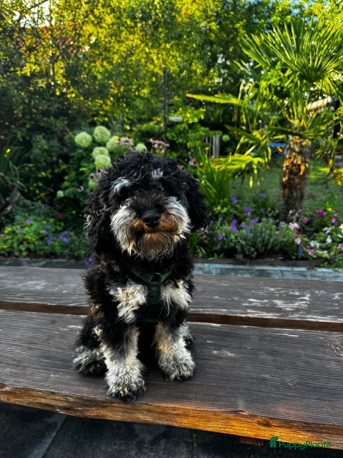 Poedel Toy honden Meerkleurige toypoodle dekreu - Advertentie 12