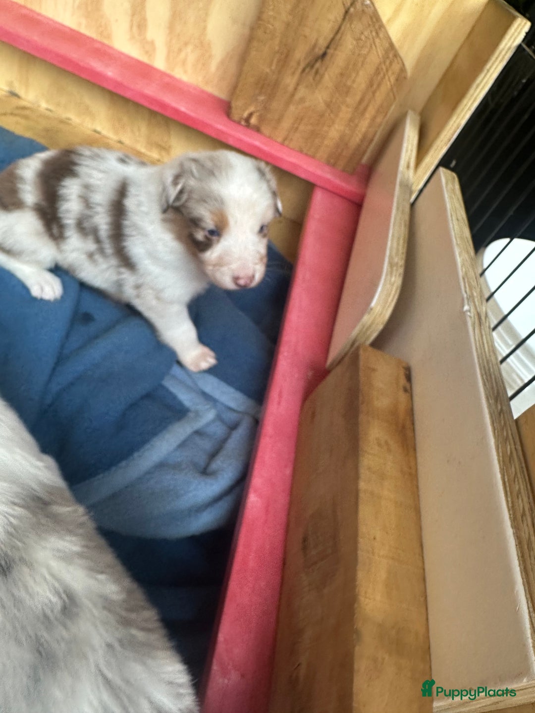 Australian Shepherd honden te koop: Mooie Australian shepherd pups in Bunschoten-Spakenburg - Afbeelding 12