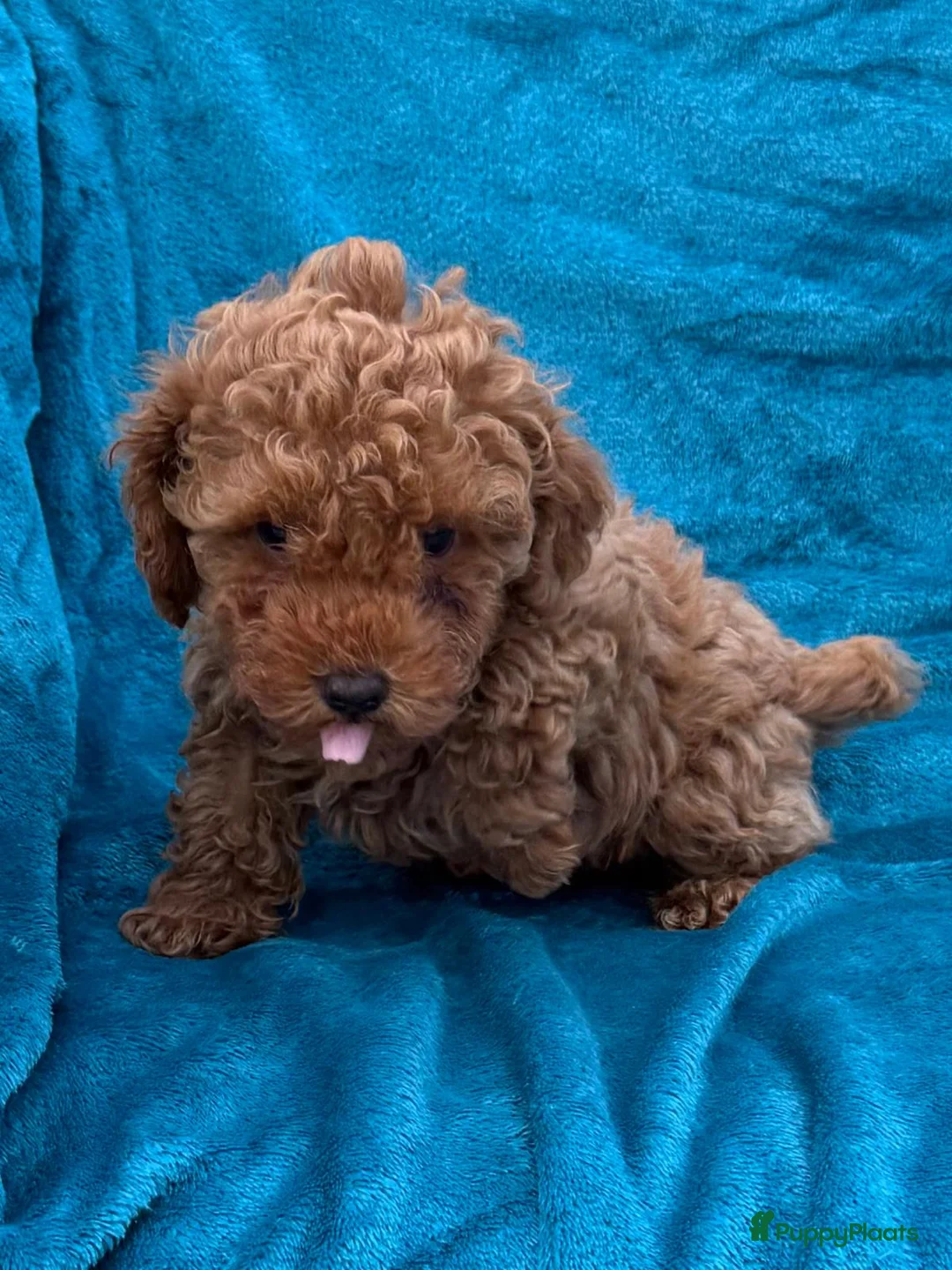 Poedel Toy honden te koop: Toypoedel toy poedel - Advertentie 20