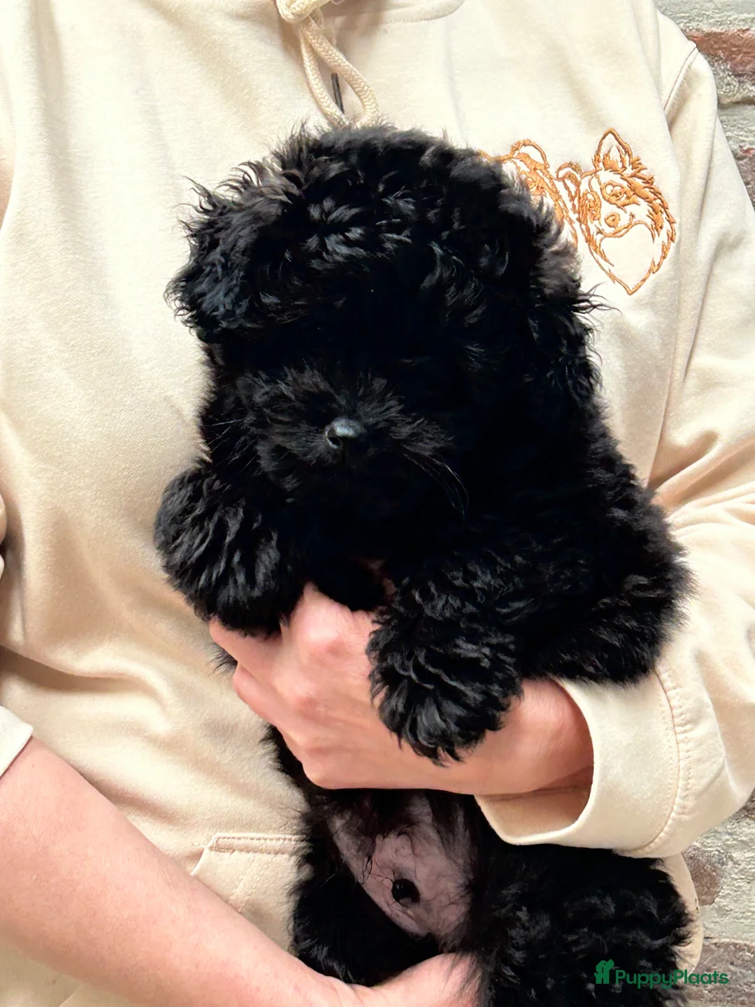 Kruising honden te koop: Mini doodle reu - Advertentie 1