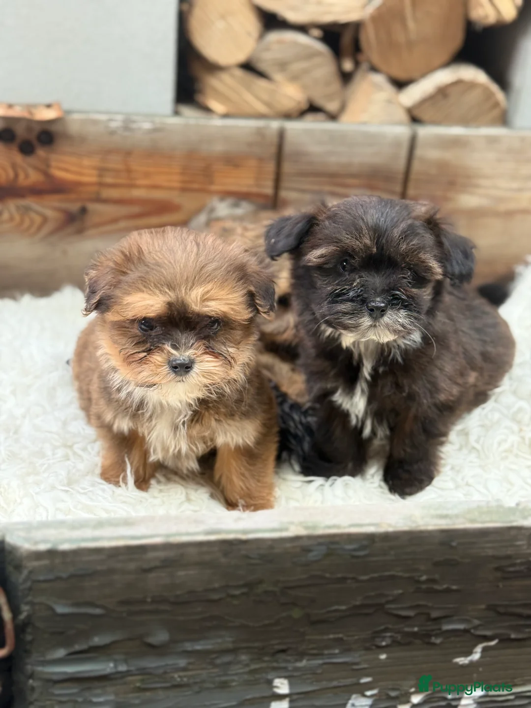 Boomer honden te koop: Boompoo - Advertentie 1