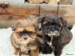 Boomer honden te koop: Boompoo - Advertentie 1