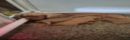 Cockapoo honden te koop: Cockapoo pups F1 - Advertentie 1