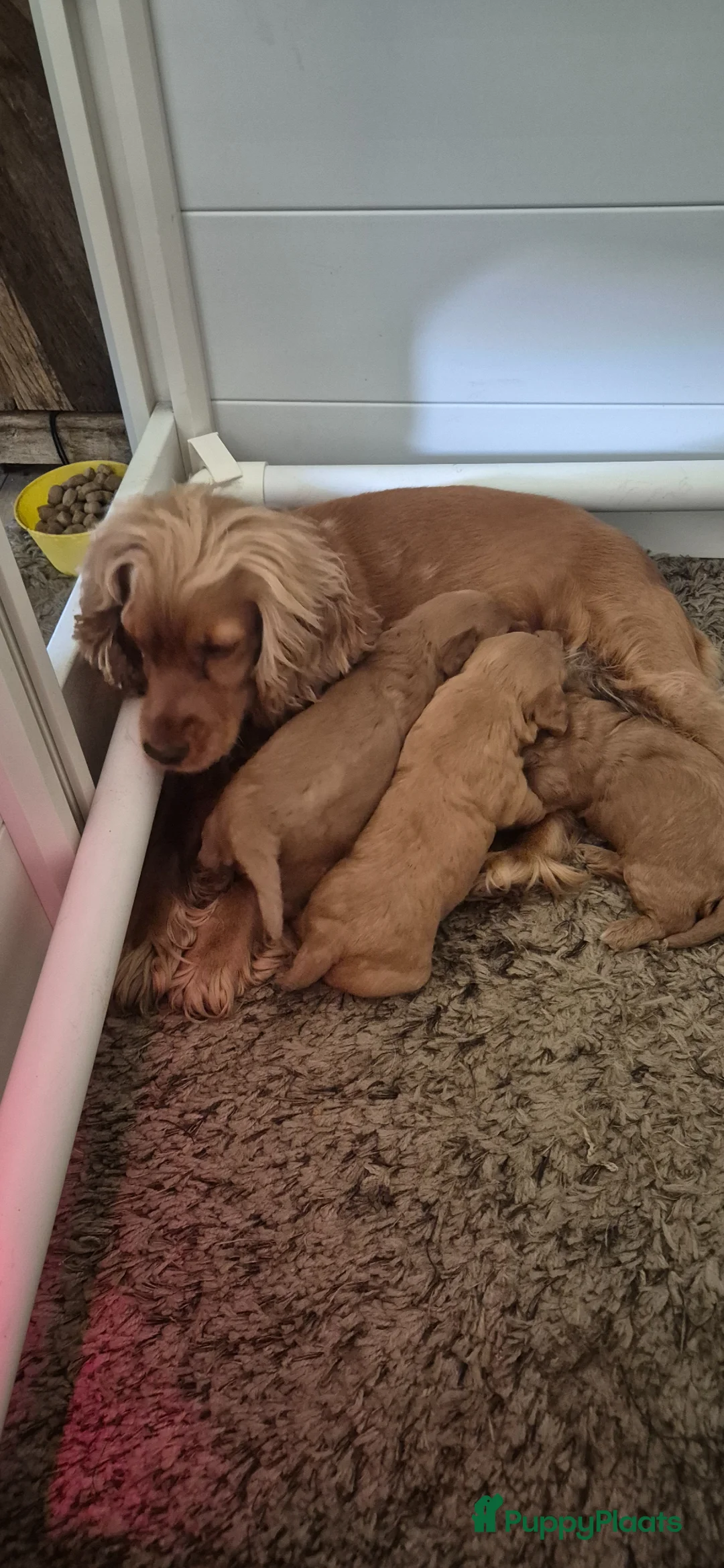 Cockapoo honden te koop: Cockapoo pups F1 - Advertentie 1
