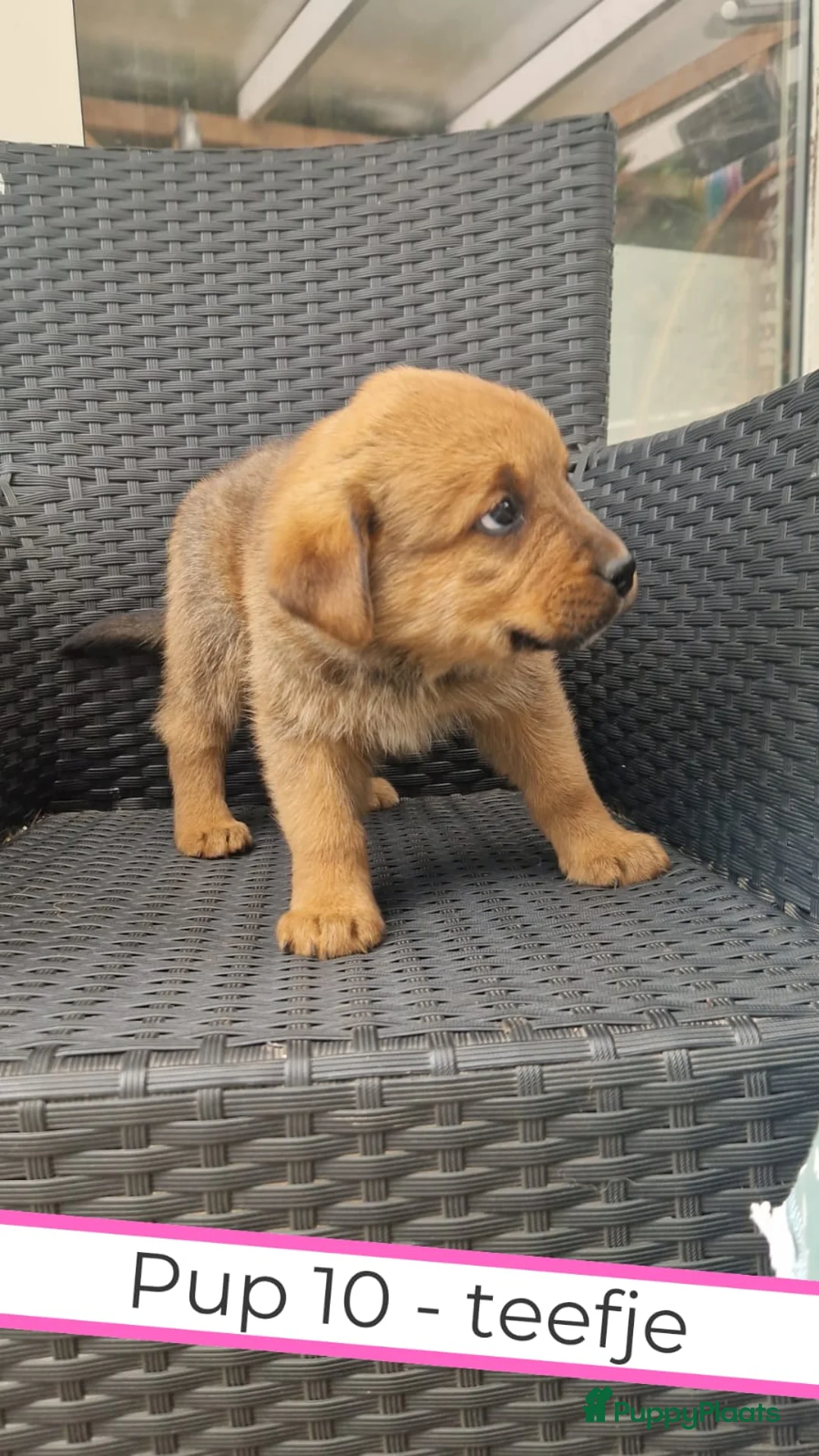 Kruising honden te koop: Rottweiler x moskovitische waakhond in De Westereen - Advertentie 40
