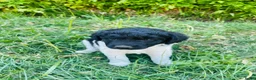 Friese Stabij honden te koop: Friese stabij pups - Advertentie 11