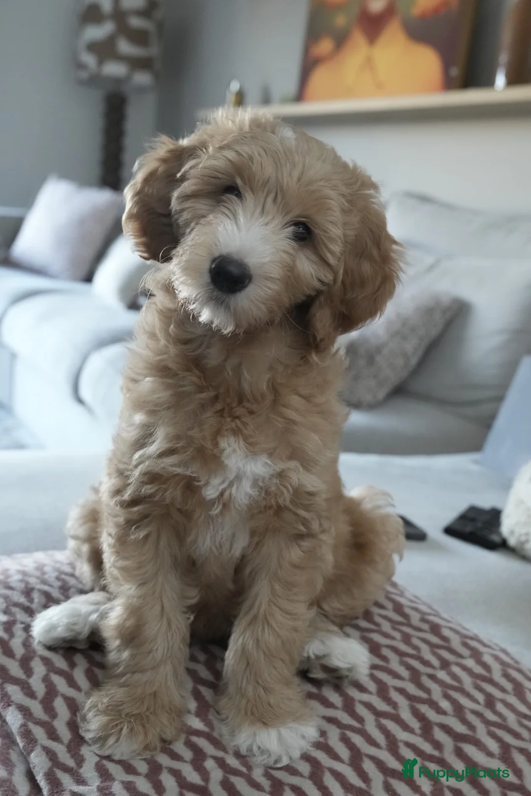 Maltipoo honden ter dekking: Maltipoo multigen dekreu  - Advertentie 14