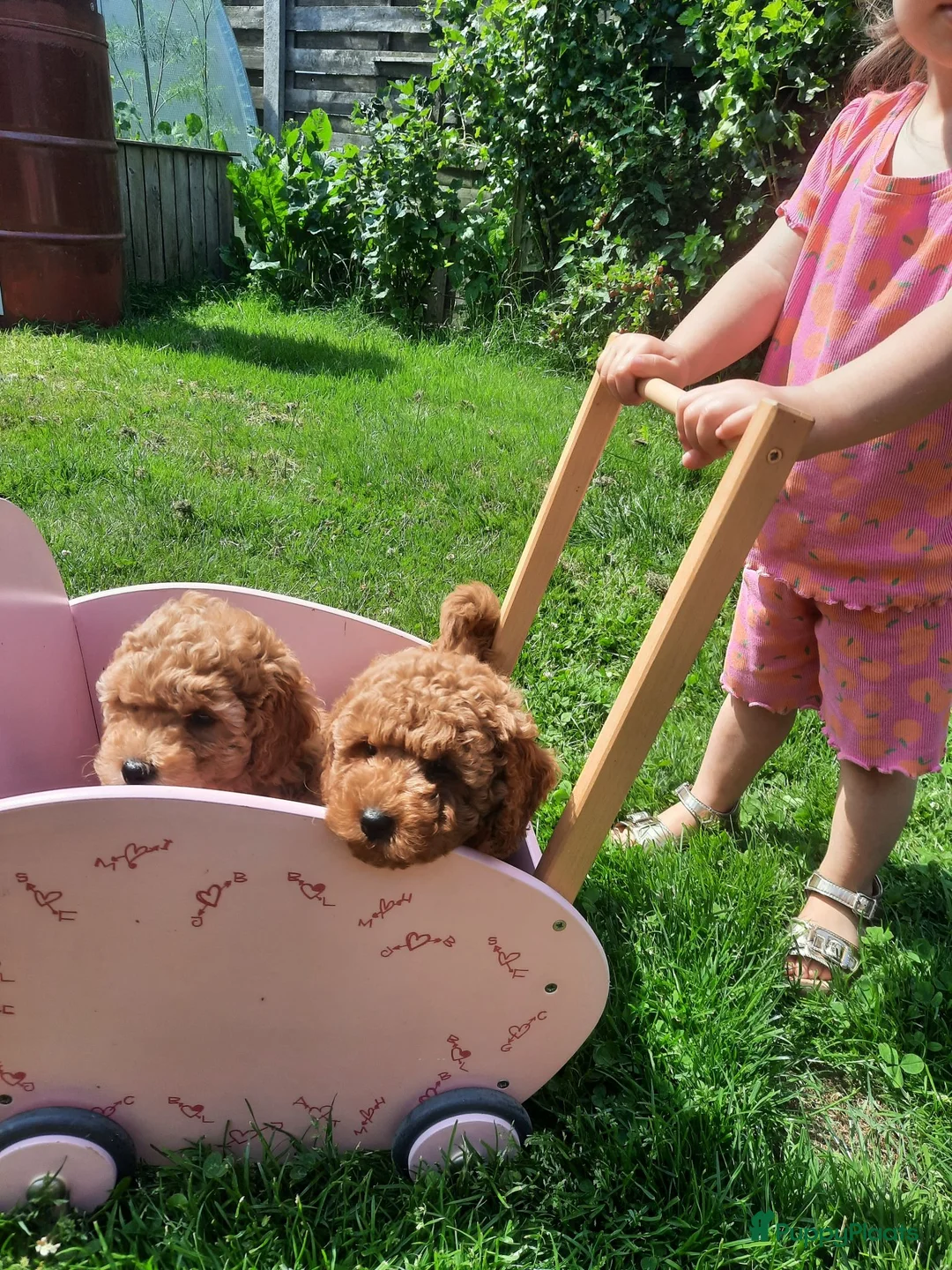 Poedel honden te koop: Poedelpups - Advertentie 1