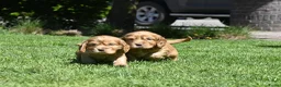Engelse Cocker Spaniel honden te koop: Speelse Engelse Cocker Spaniel pups - Advertentie 7