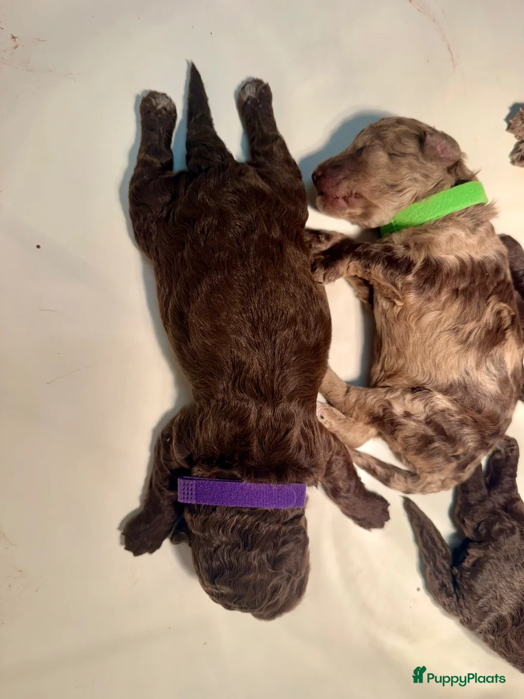Kruising honden te koop: Mini labradoodle x toy poedel pups  - Advertentie 8
